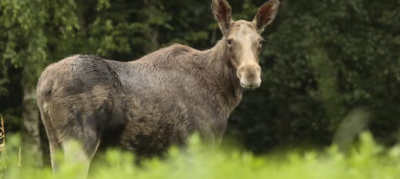 Łoś bez poroża stoi w wysokiej trawie