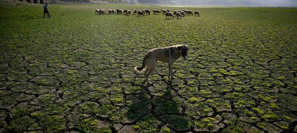 Pies pasterski stoi obok swojej trzody na dnie wyschniętej zapory