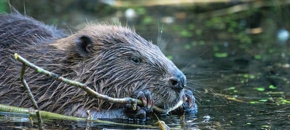 Szydłowiec chciał iść na wojnę z bobrami. Za pomocą... dronów i karabinów