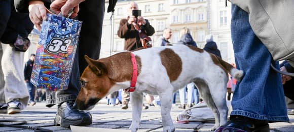 biało-brązowy piesek stoi obok puszki wośp