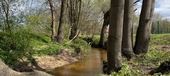 Niewielka rzeczka wije sie między dużymi drzewami