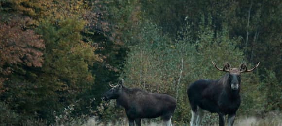 dwa łosie stoją na skraju lasu