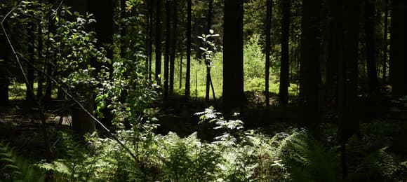 Od ponad 20 lat nie powołano tak dużego rezerwatu. Sukces w Puszczy Świętokrzyskiej