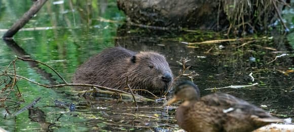 Leśnicy chcieli odstrzału 120 bobrów i zniszczenia ich siedlisk. Przyrodnicy interweniują