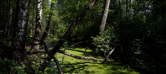 bagno między drzewami