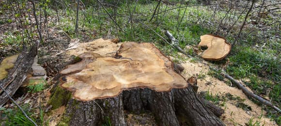 Leśnicy wycięli 337-letnie drzewo w Puszczy Karpackiej