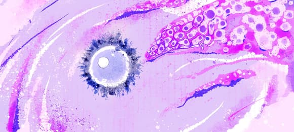 Ilustracja przedstawiająca komórki skóry oraz komórkę jajową.