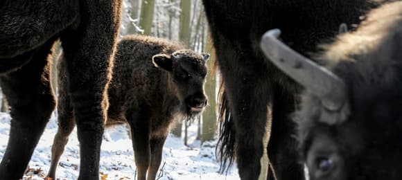 mały żubr stoi między dorosłymi