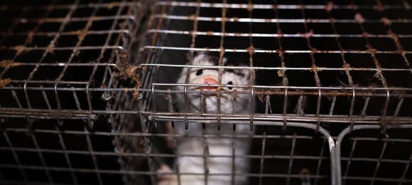 „Karol, nie wetuj!”. Zakaz hodowli zwierząt na futra czeka na podpis prezydenta