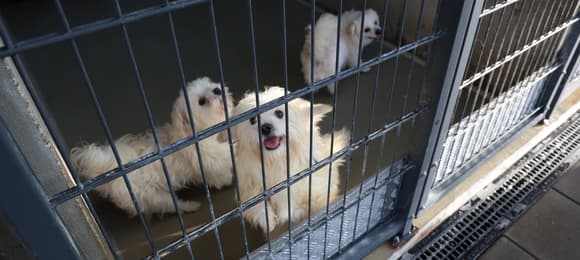 Akcja mrozy w schroniskach. Psy czekają na ciepłe domy