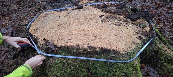 Nadleśnictwo wycięło drzewa na terenach objętych moratorium