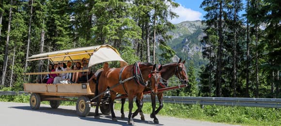 Do horses stay on the way   to Morskie Oko? The Ministry responds