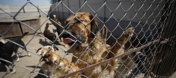 Pospolite ruszenie w sprawie schronisk. Celebryci nagłaśniają patologie, a w Sejmie czeka ustawa