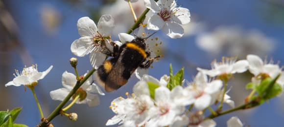 Wielkie wymieranie owadów. O autach, insektach i roślinach, które uciekają