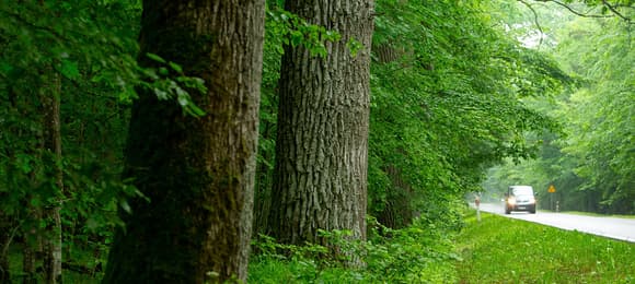 Rowerowa ścieżka niezgody w Puszczy Białowieskiej
