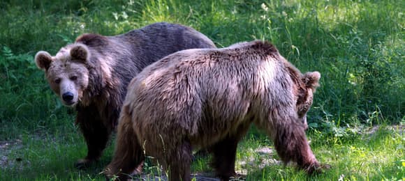 Z broni gładkolufowej do niedźwiedzi, żubrów i wilków. Posłowie chcą skutecznie odstraszać zwierzęta