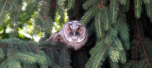 Zniszczyć ptasie siedliska, rozjechać bobrowe tamy. Szkodliwe zapisy w projekcie resortu klimatu