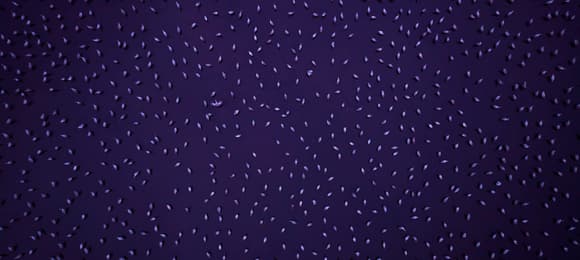 Ministerstwo wyznacza strefę bez polowań. Myśliwi nie będą strzelać do ptaków przy Ujściu Warty