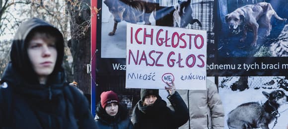 Ustawa łańcuchowa w Sejmie. Tym razem prezydent zgodzi się na uwolnienie psów?