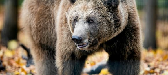 It will be possible to shoot bears, wolves and bison with rubber bullets. The president   signed the law