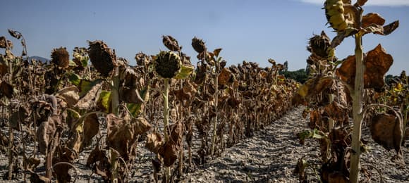 Drought and Heatwave to Cut European Grain Harvest by 9 Million Tonnes — €2bn Loss