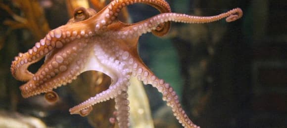 Nueva Pescanova drops industrial octopus farm plan in Las Palmas after activist pressure