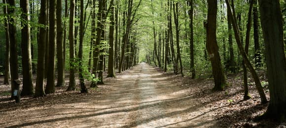 Ekolog: konsultacje Lasów Państwowych w Beskidach były fikcją