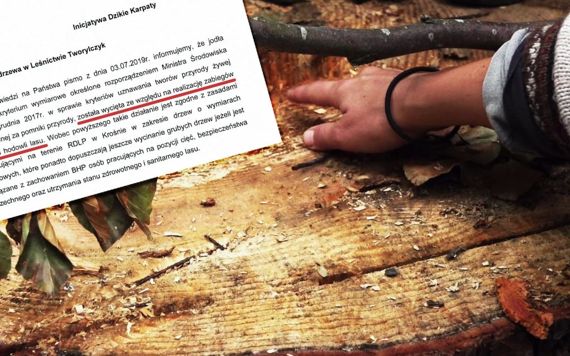 Grafika do artykułu Lasy Państwowe mordują Bieszczady. Aktywiści Dzikich Karpat wkraczają do akcji [DOKUMENTACJA WYCINKI]