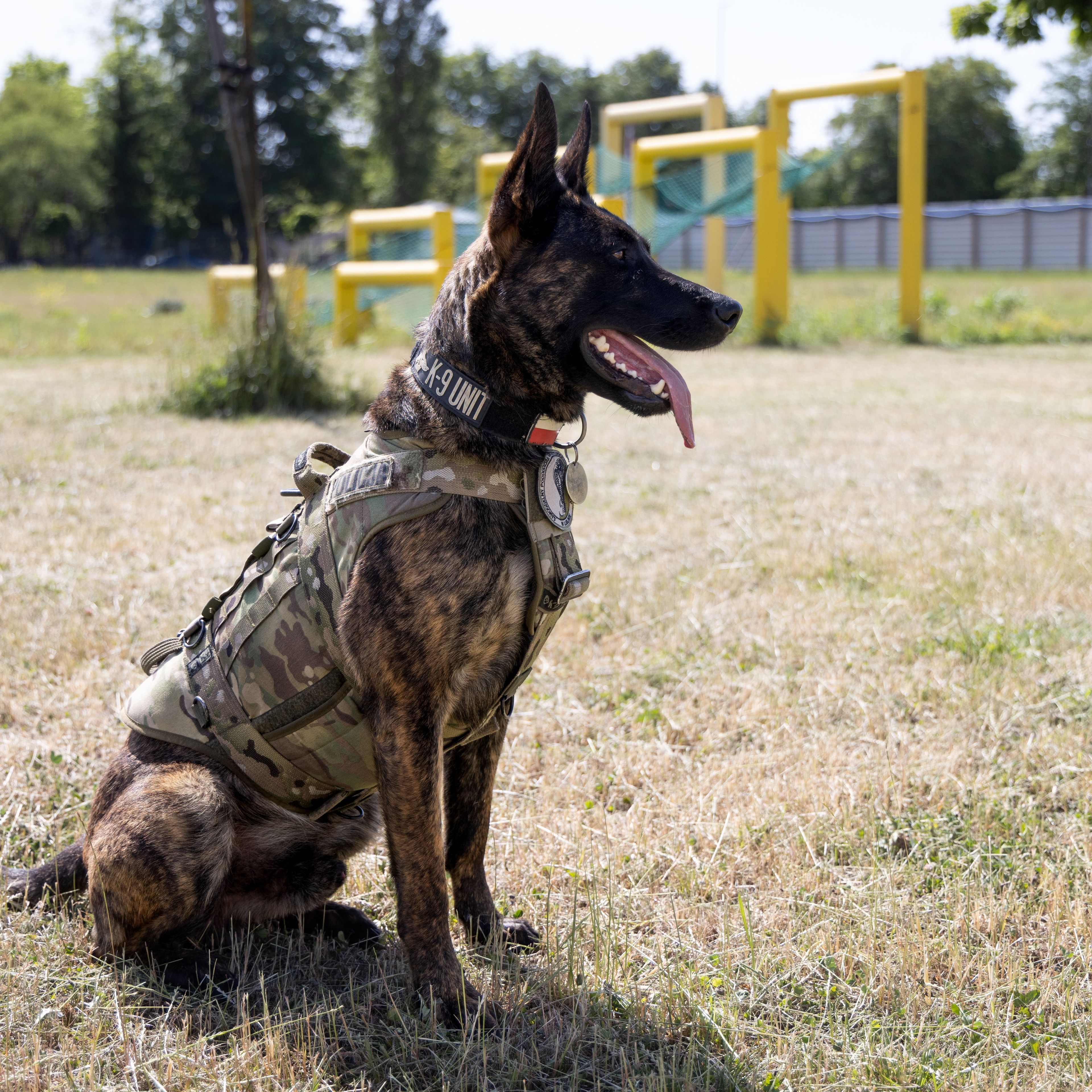Pies Benji z oddzialu kontrterrorystycznego w Lublinie