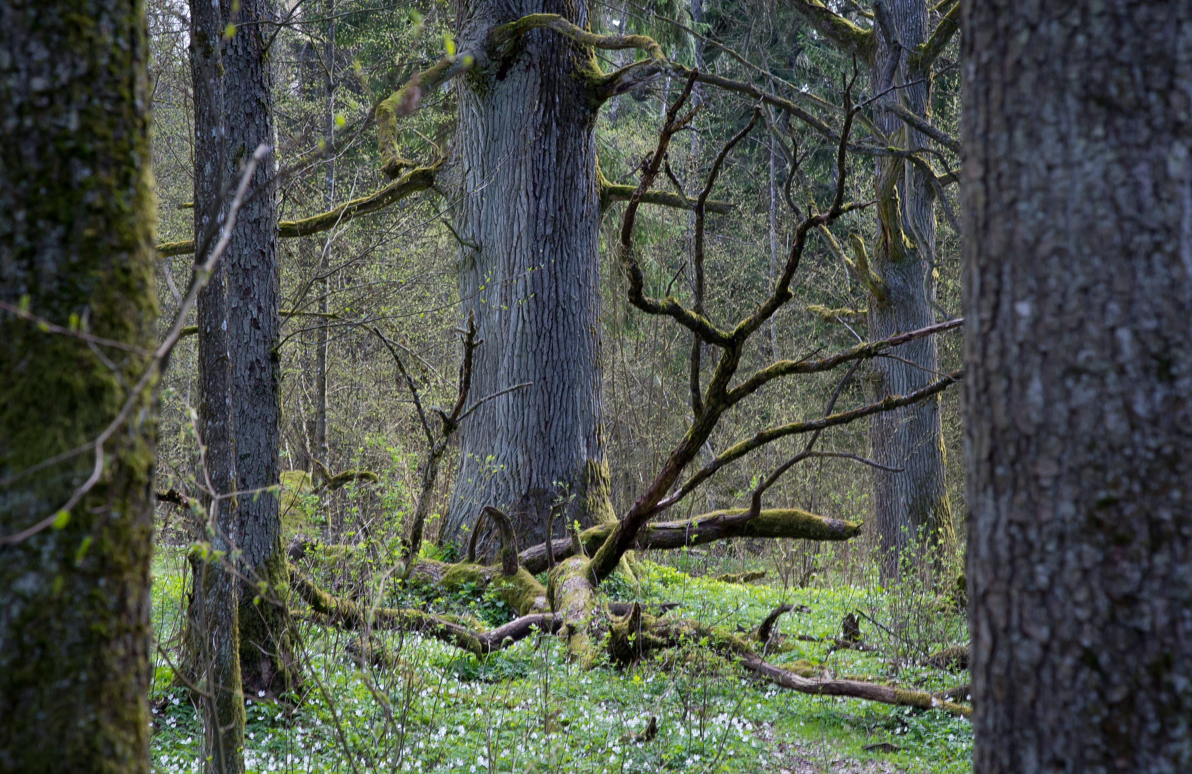 Puszcza Bialowieska, Szlak Dębów Królewskich,