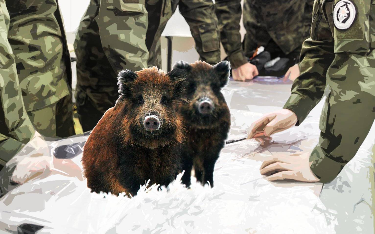 Grafika do artykułu Armia kontra dziki. Ministerstwo Rolnictwa rozważa "działania militarne" przeciwko ASF