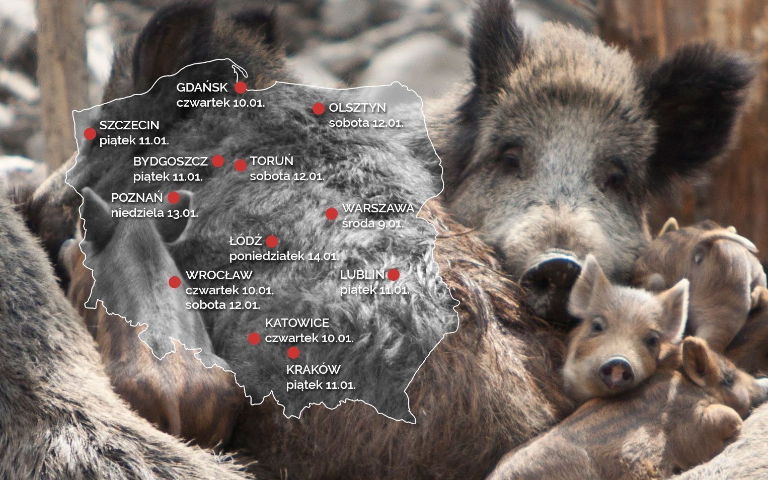 Grafika do artykułu Polacy solidarni z dzikami! Mapa protestów
