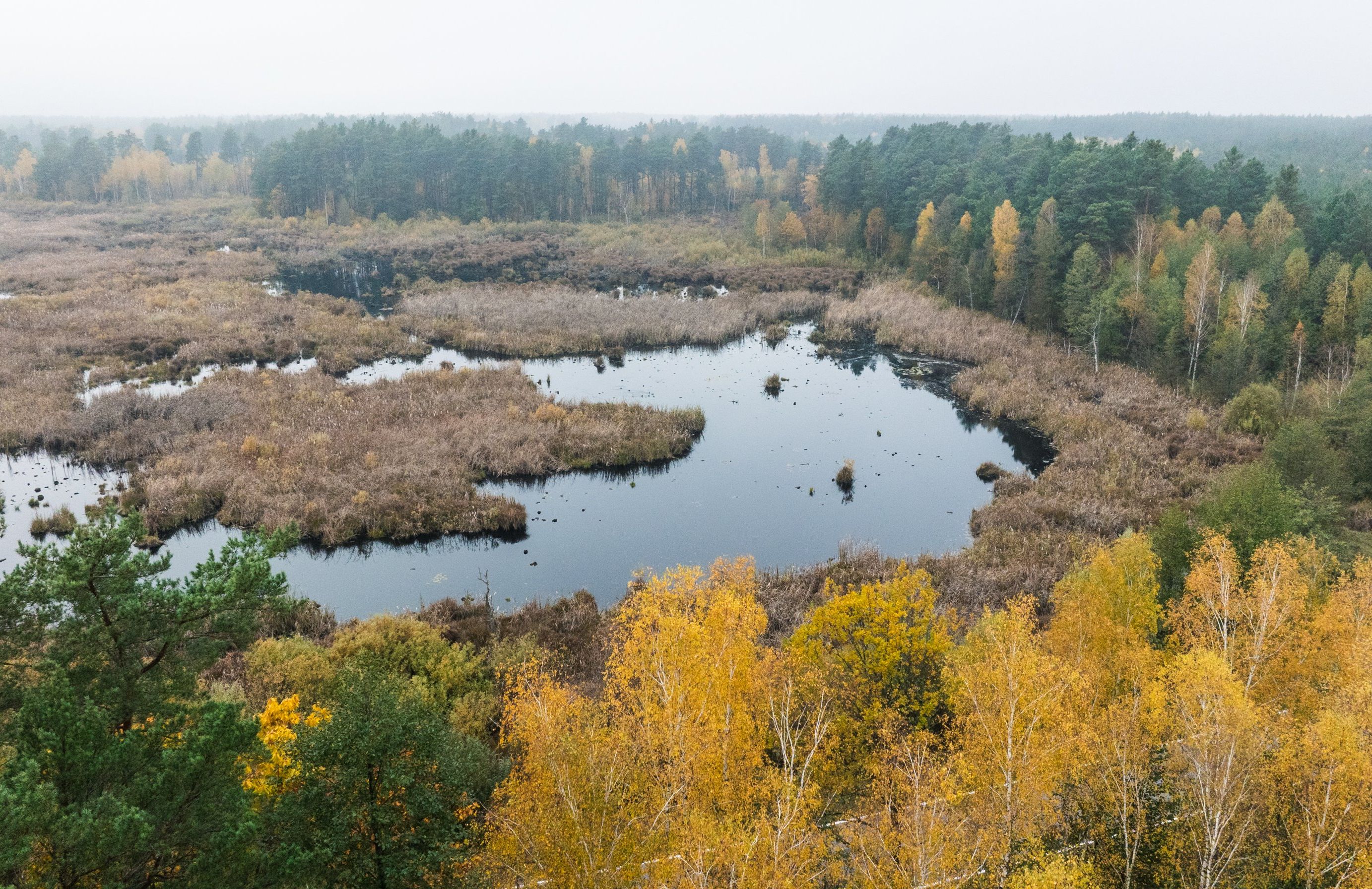 widok z lotu ptaka na mokradło i las