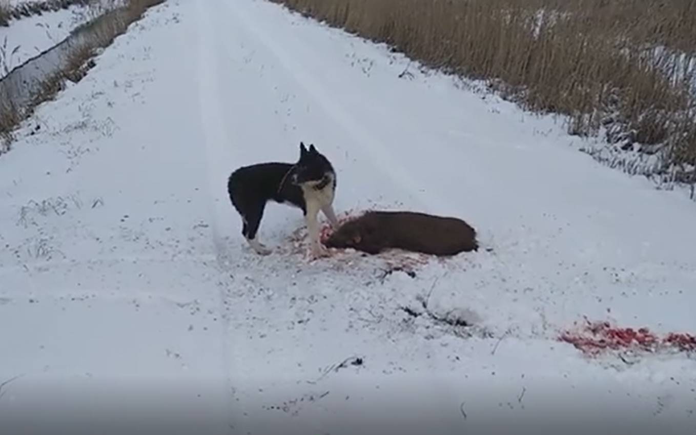 Grafika do artykułu Krew na pyskach psów, oponach, podeszwach i śniegu. Zobacz "bioasekurację" na polowaniu na dziki