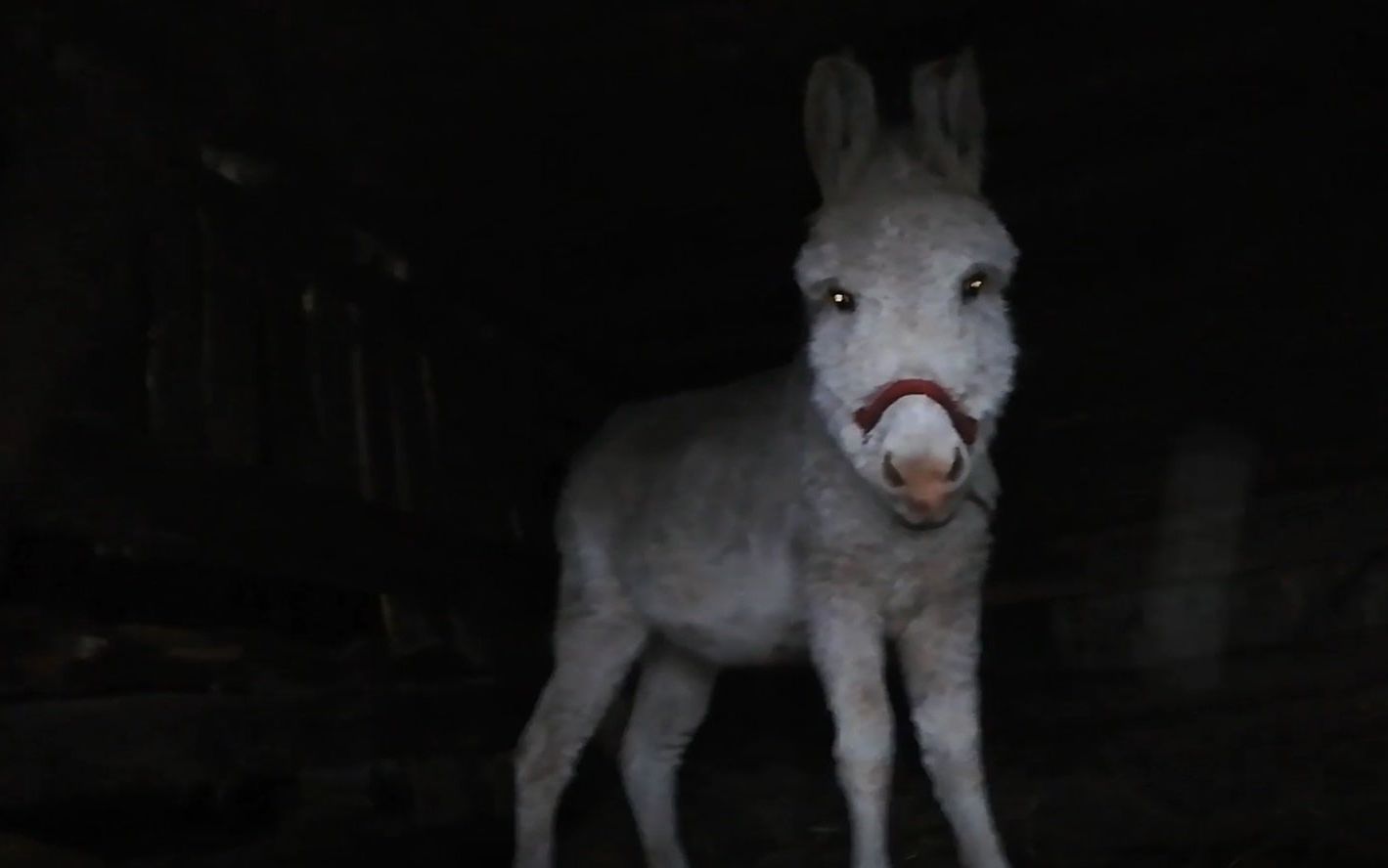 Grafika do artykułu Koszmar w prywatnym zoo. Relacja z Parku Dzikich Zwierząt [WIDEO]