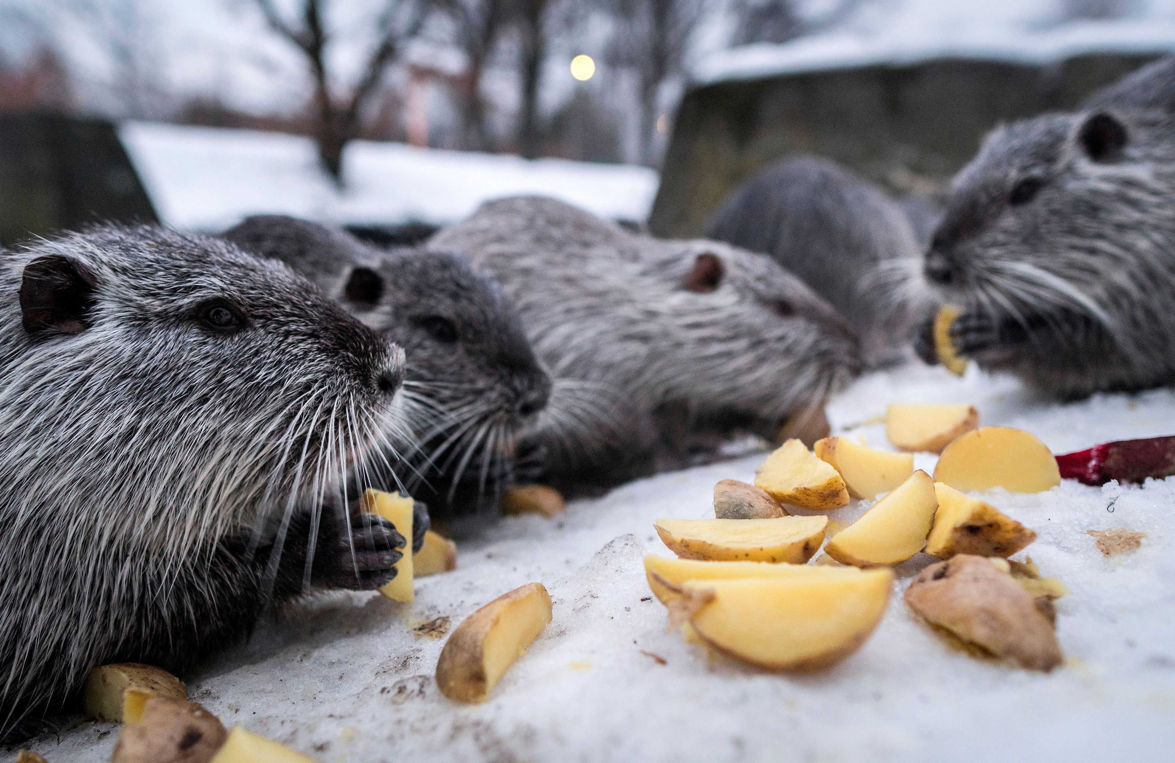 Nutrie