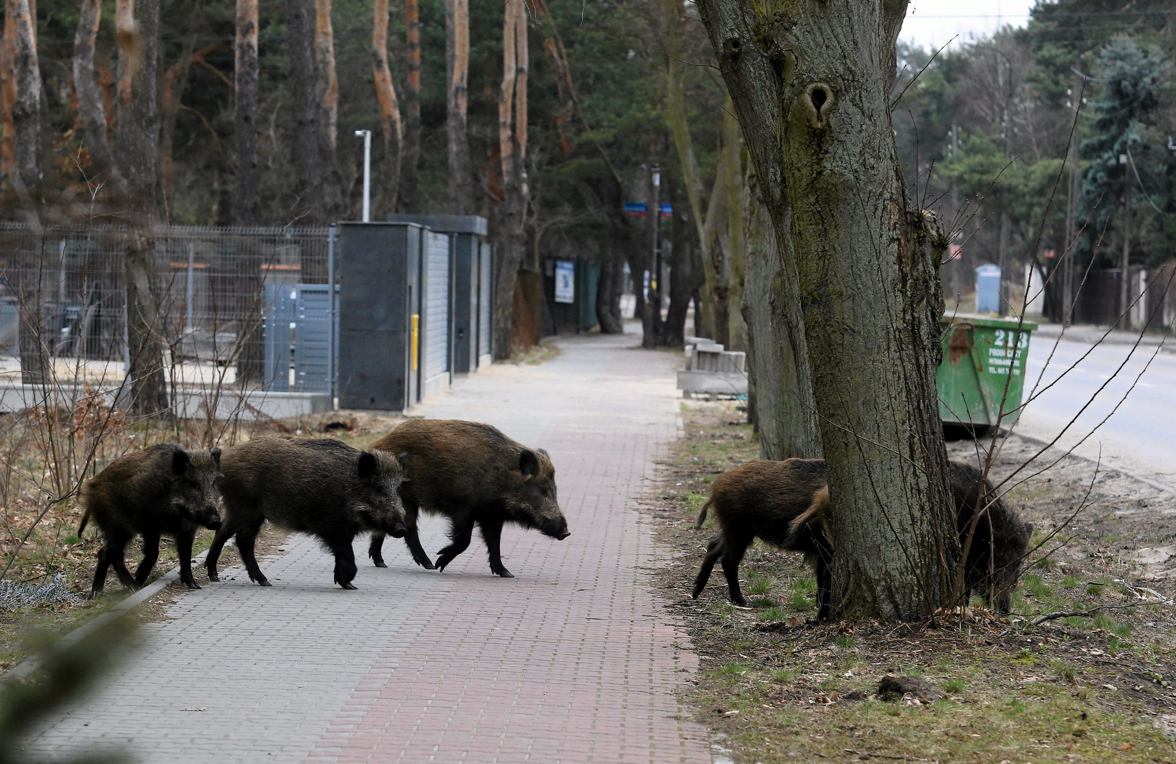 Dziki w miescie w Warszawie