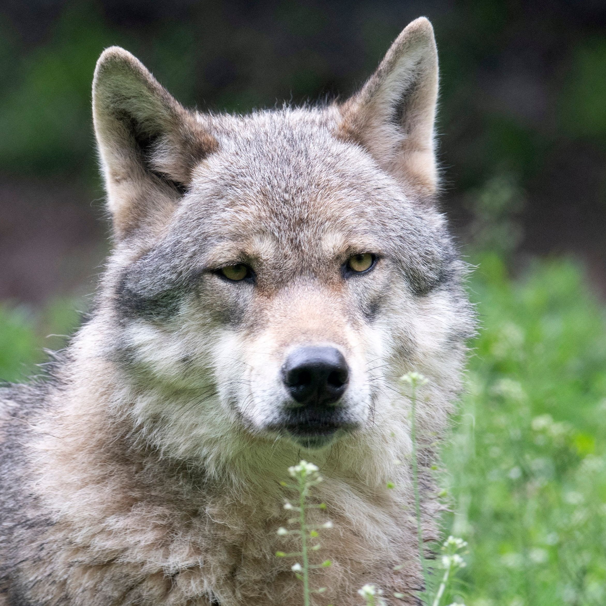 GERMANY-NATURE-ANIMAL-WOLF