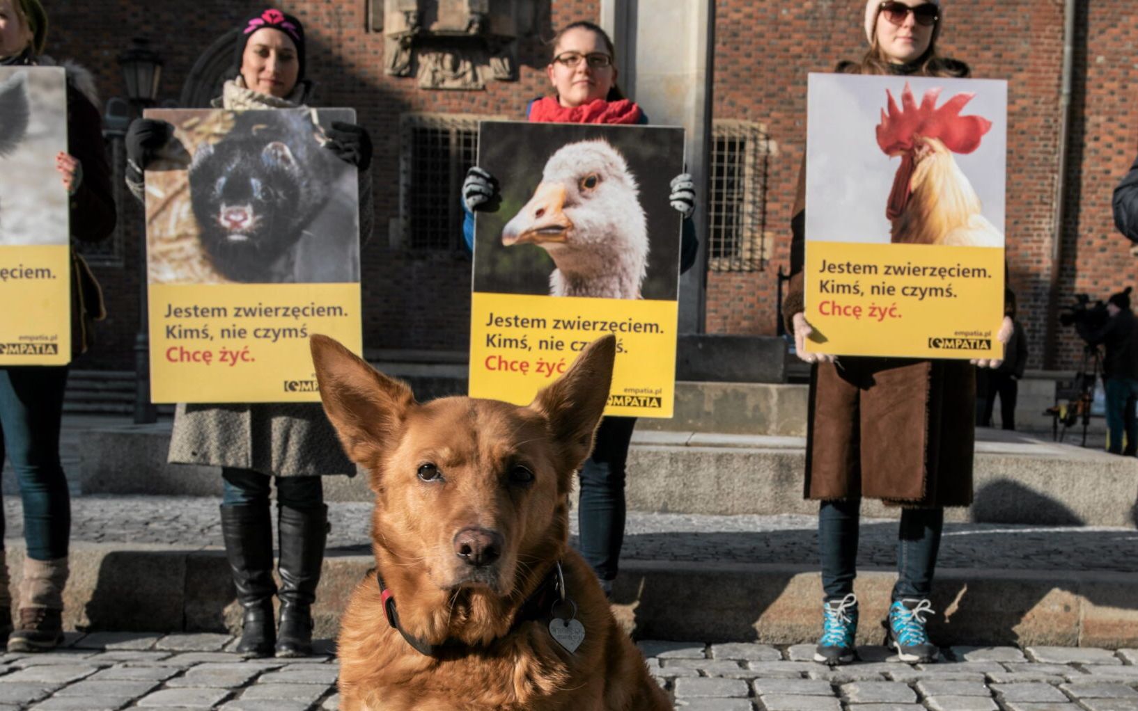 29.01.2017 Wroclaw , Rynek . Akcja "  Jestem zwierzeciem . Mysle , czuje . Chce zyc " . 
fot . Kornelia Glowacka-Wolf / Agencja Gazeta