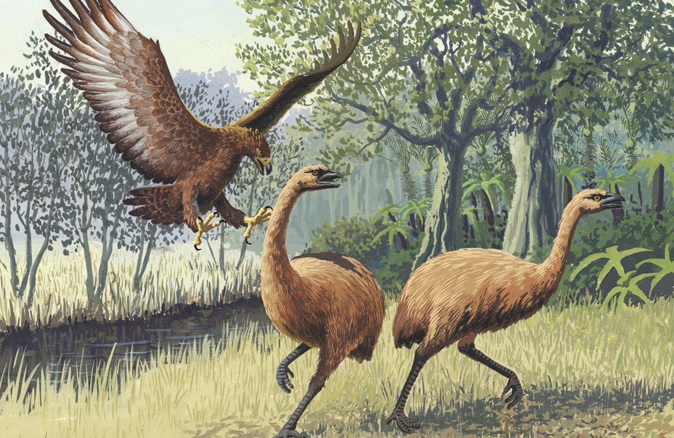 Giant_Haasts_eagle_attacking_New_Zealand_moa