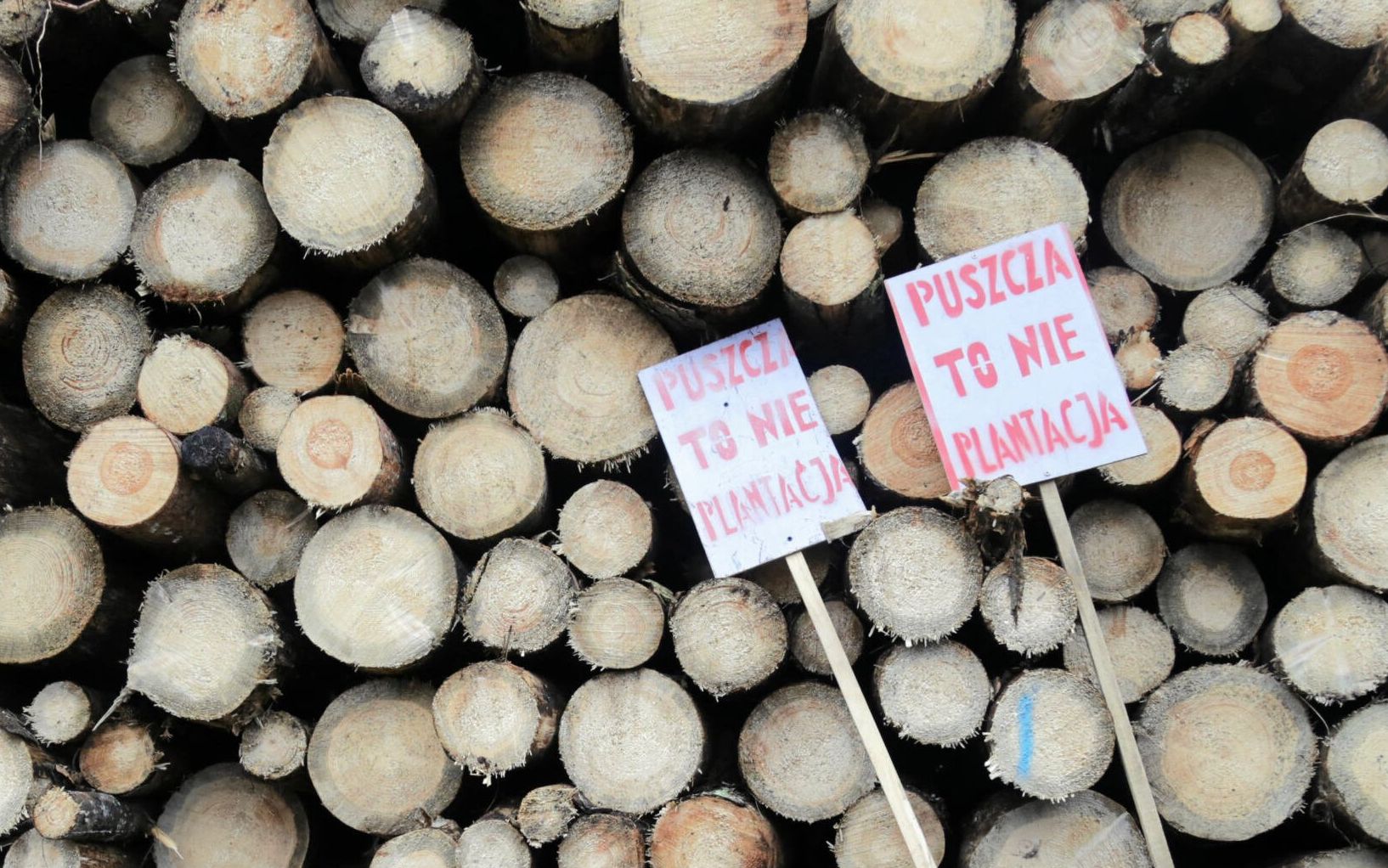 30.12.2017 Puszcza Bialowieska , okolice Hajnowki . Zimowy Spacer po Puszczy - srodowika ekologow i obroncow puszczy przed wycinka podczas marzu przez tereny gdzie a wycinki drzew .
Fot. Agnieszka Sadowska/ Agencja Gazeta. *** Local Caption *** .
