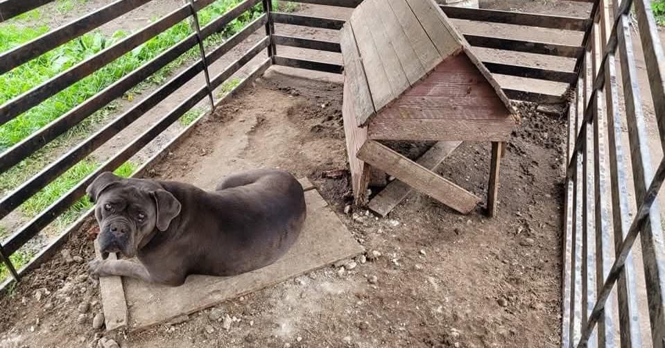 Prezydent mógł zakazać okrucieństwa, które dzieje się tu i teraz. Wybrał chaos [WIDZĘ TO TAK]