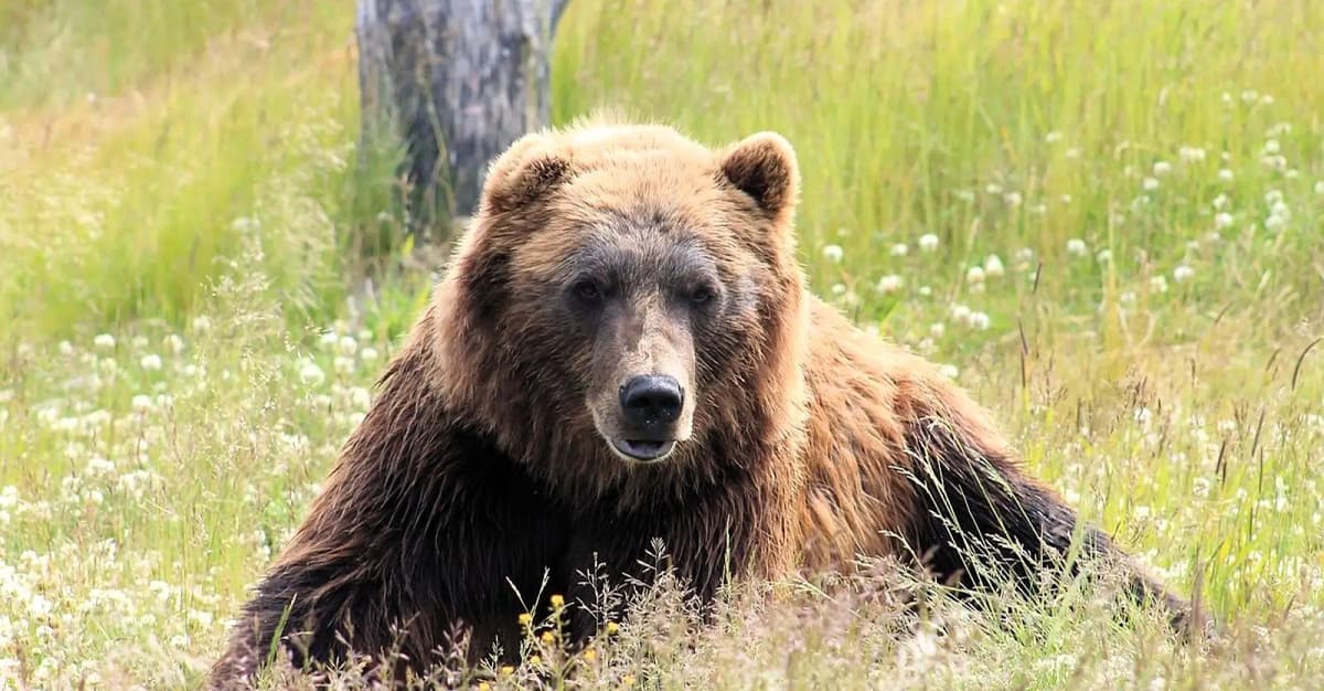 Słowacja zabiła już 180 niedźwiedzi brunatnych. Robi to wbrew prawu