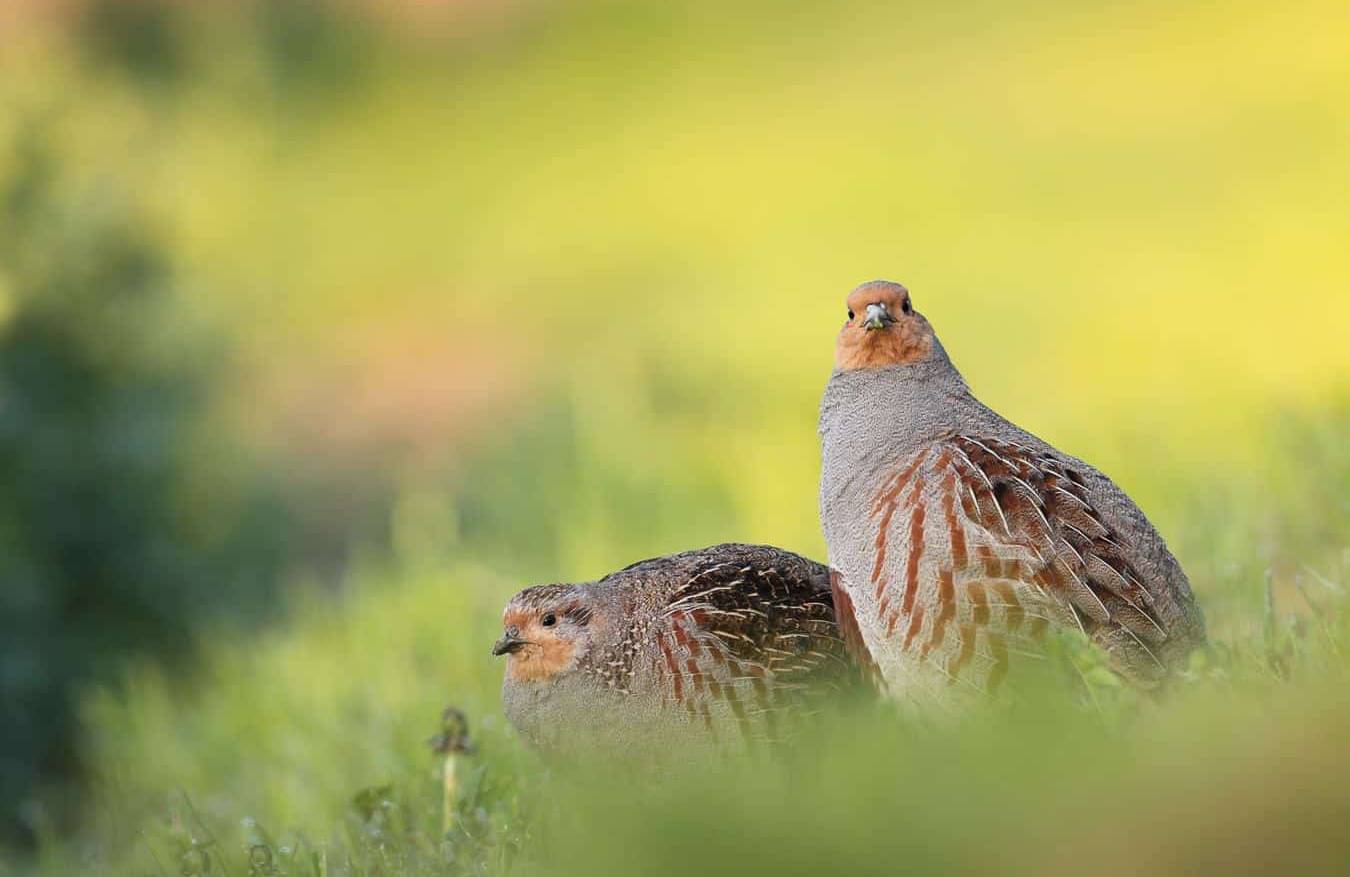 kuropatwy siedzą w trawie