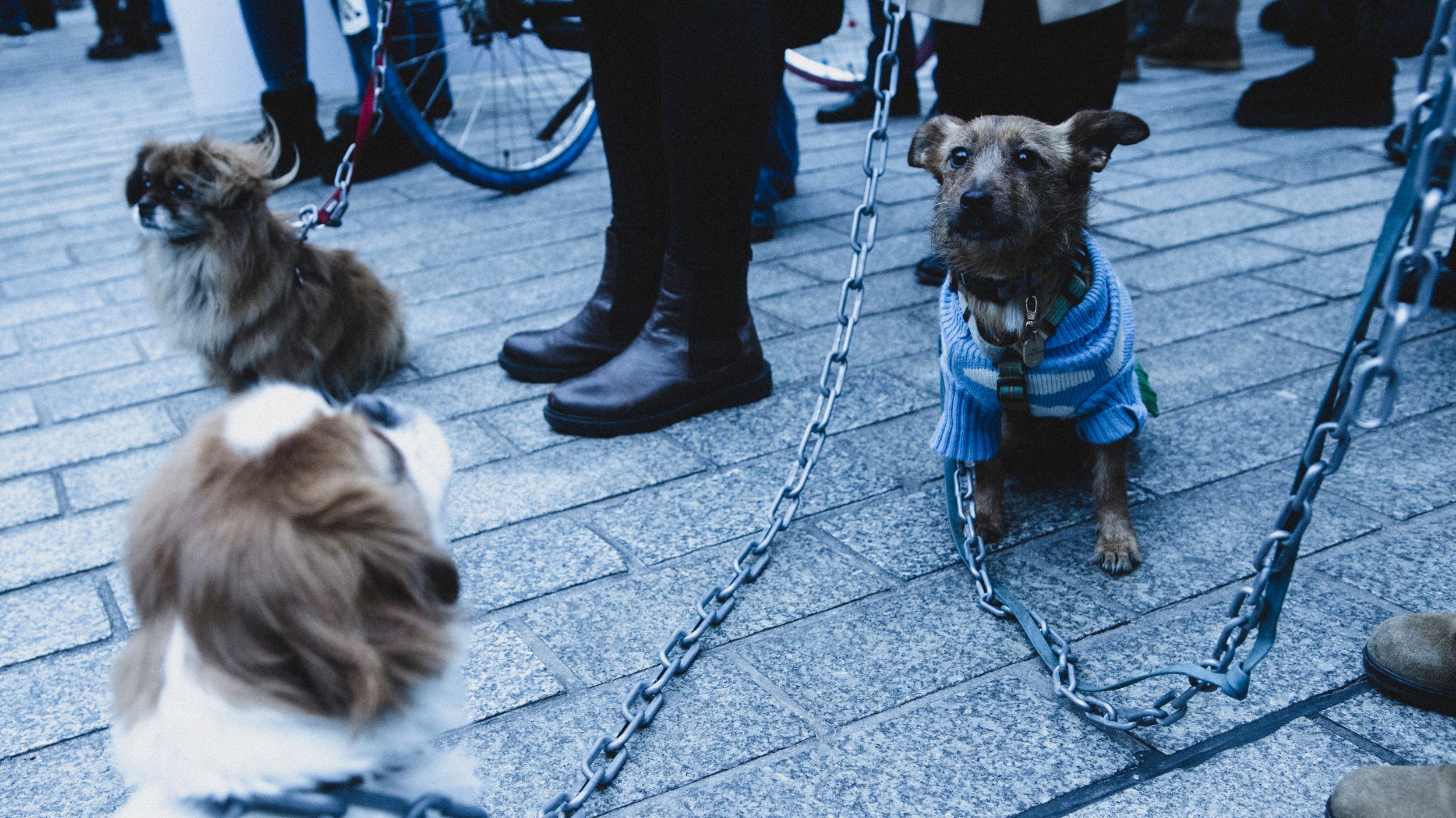 psy na smyczach z doczepionymi łańcuchami podczas protestu pod sejmem
