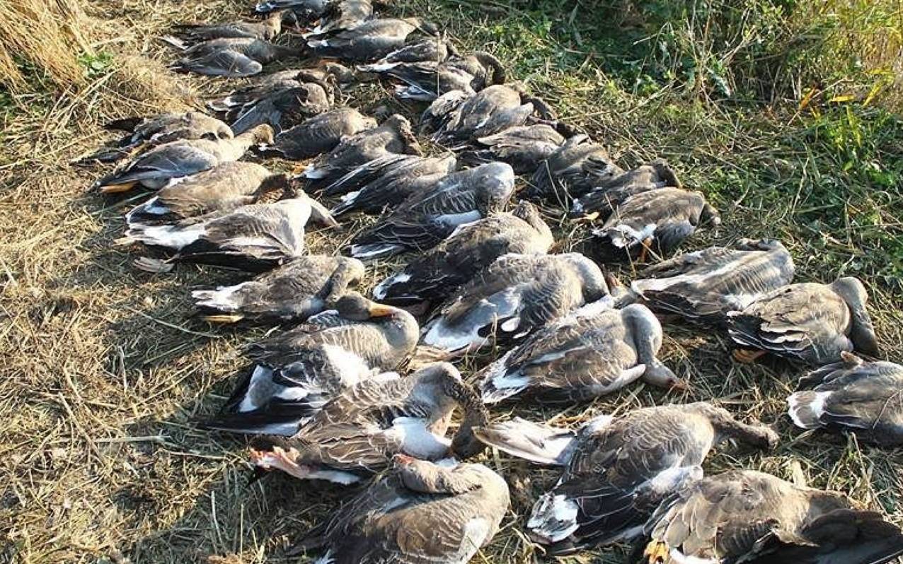 Grafika do artykułu Olga Tokarczuk: "Zabijanie ptaków jest okrutne i niepotrzebne". Zaczął się sezon polowań