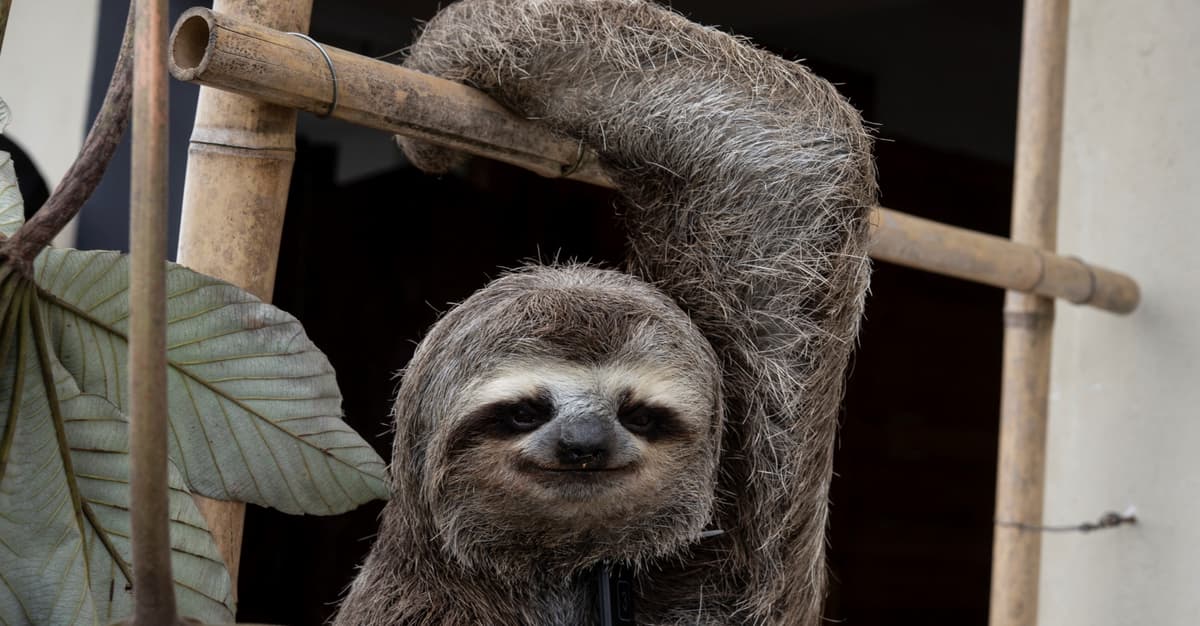 Leniwce sprzedawane na czarnym rynku, nosorożce zabijane przez kłusowników. Czy świat to zatrzyma?