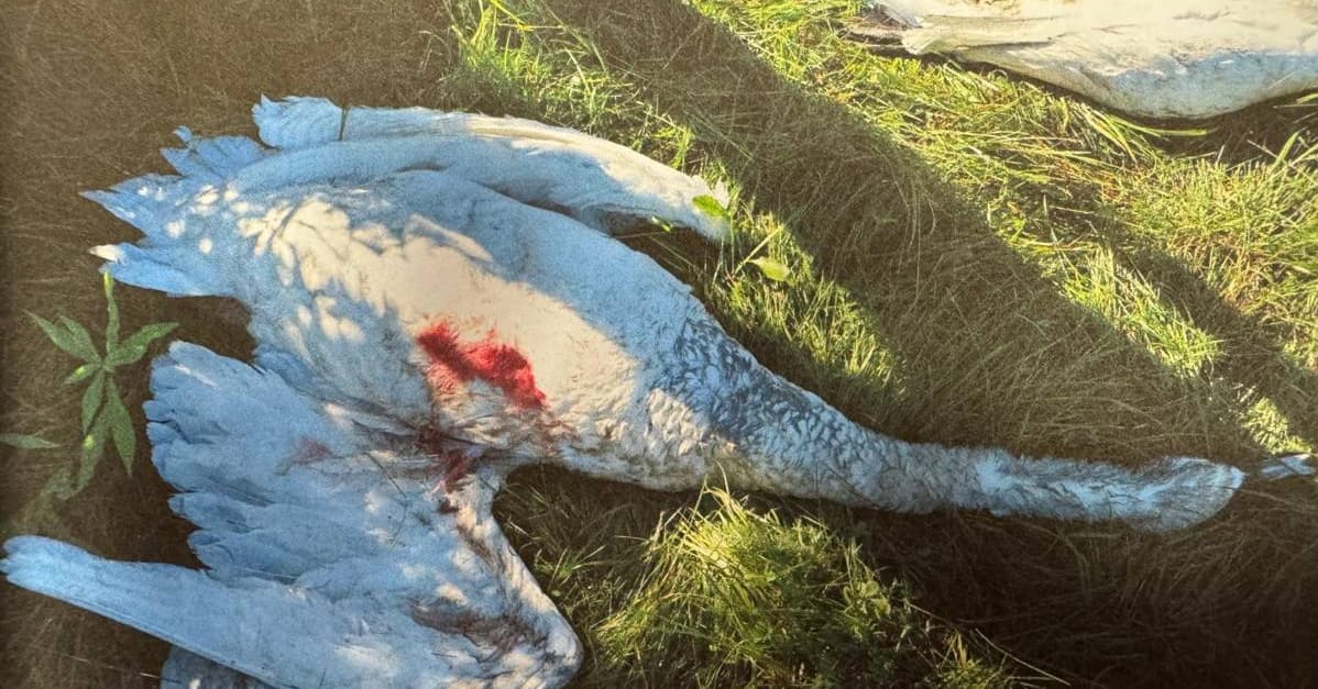 Myśliwi „pomylili” łabędzie z gęsiami. Będą tłumaczyć się przed sądem