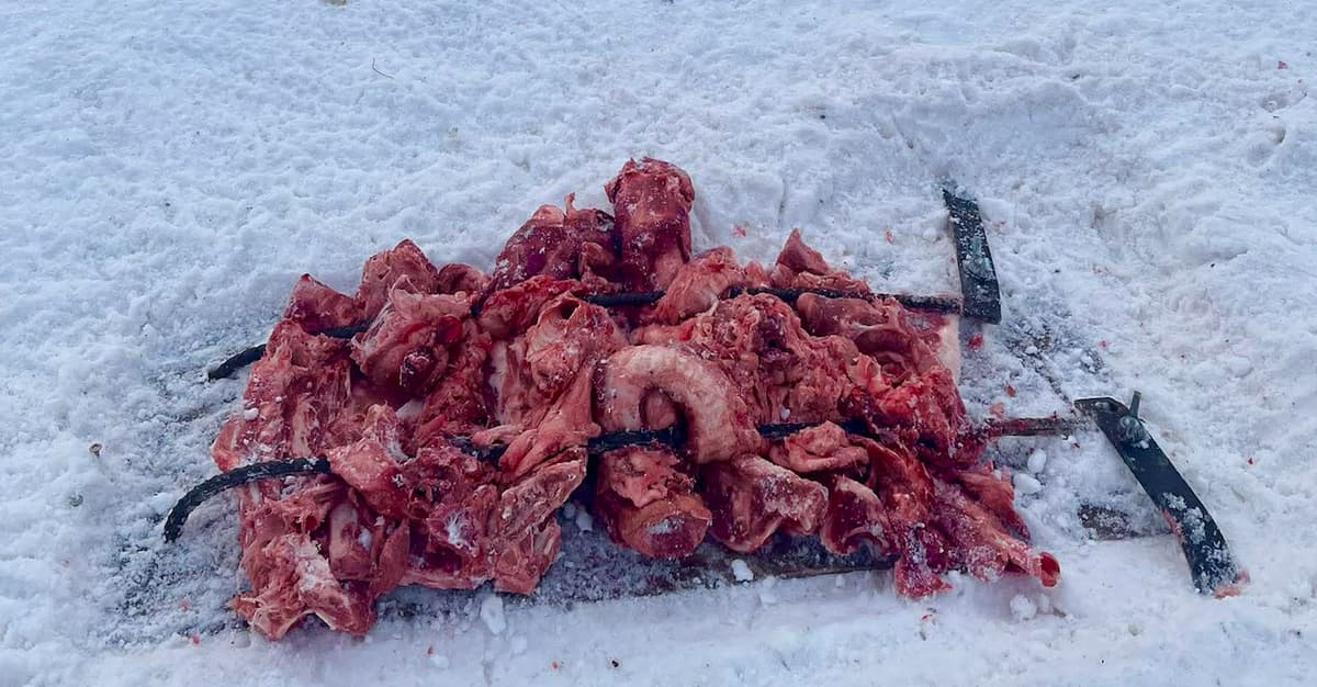 Koniec z mięsem pod czatowniami fotograficznymi? Naukowcy chcą zakazu nęcenia dużych drapieżników