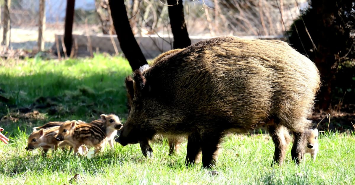 Przy szpitalu psychiatrycznym pracownicy miasta zabili lochę z dziećmi  